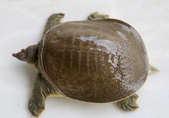甲鱼3