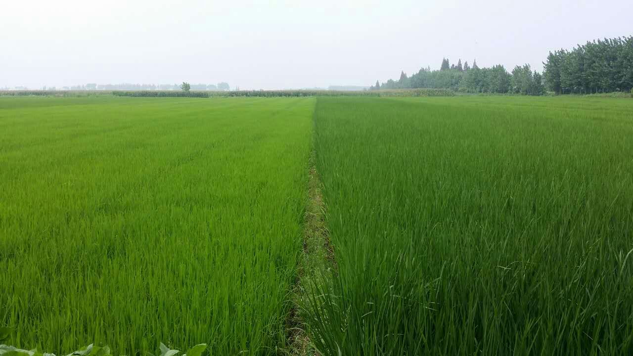 生物钾肥资料mmexport1438932524355