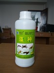 藻种