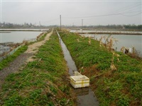 龙虾养殖1