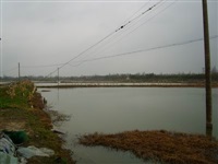 龙虾养殖6
