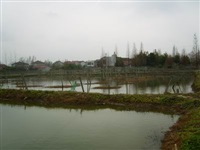 龙虾养殖7