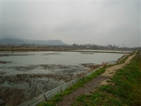 龙虾养殖8