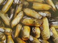 纳克微生物产品在贝类养殖各阶段的应用